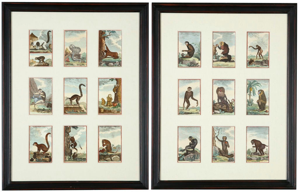 Hand-Colored, Framed Monkey Engravings