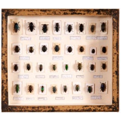 Vintage Collection of Bugs, mounted & framed