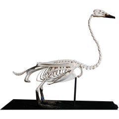 Full Body Skeleton of a Mute swan in Original Glass Case