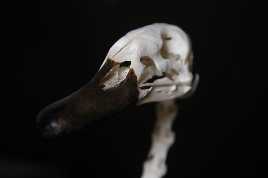 swan skeleton