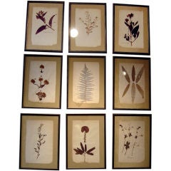 VERY NICE SET OF THREE ENGLISH PRESSED BOTANICALS