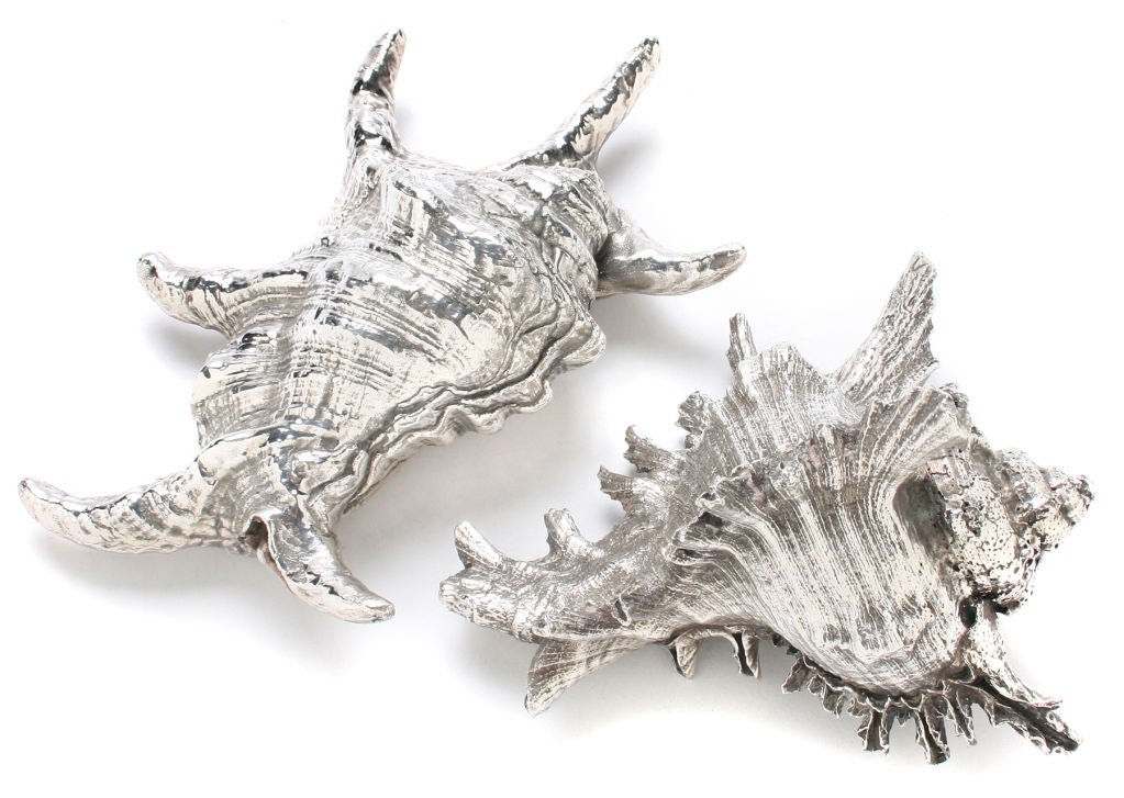 These are wonderful silvered shells by Federico and Mario Buccellati. Fedrrico Buccellati's shell is  7.25
