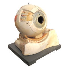 Antique Medical school anatomical model of an eye