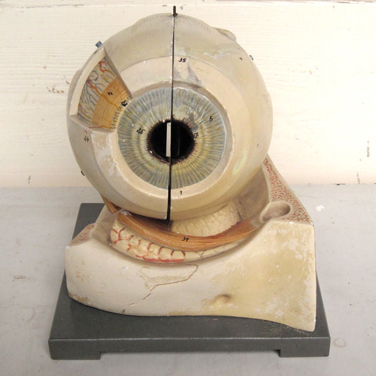 A beautifully detailed painted wood model of a human eye which opens to reveal its inner parts and glass lens. Swivels 360 degrees on base. Every part numbered. Original manufacturer's label still affixed to back.
