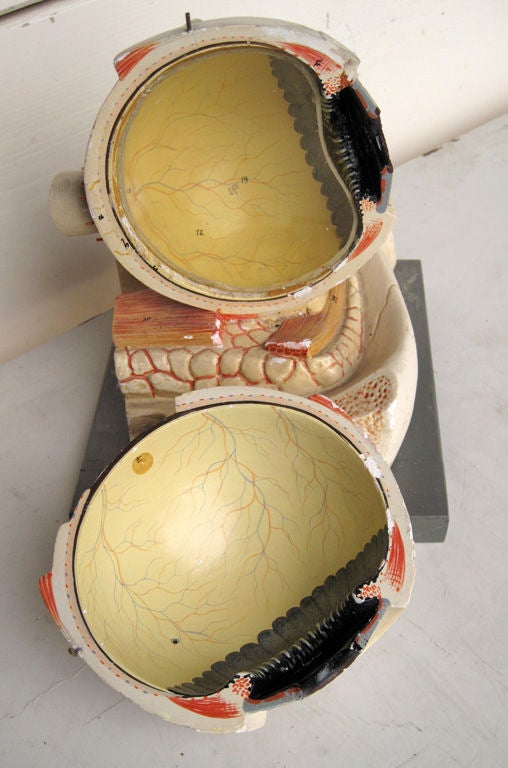 Medical school anatomical model of an eye For Sale 1