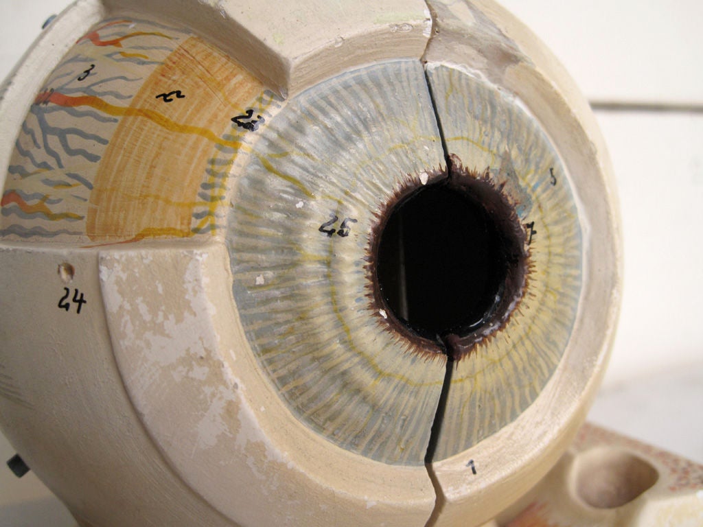 Medical school anatomical model of an eye For Sale 2