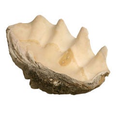 Antique Giant Clam Shell
