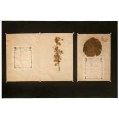 c.1890 Authentic Antique French Botanicals