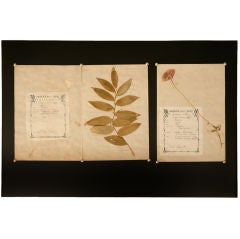 c.1890 Authentic Antique French Botanicals