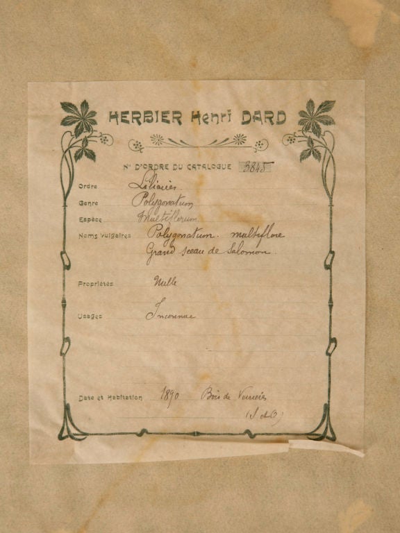 c.1890 Authentic Antique French Botanicals