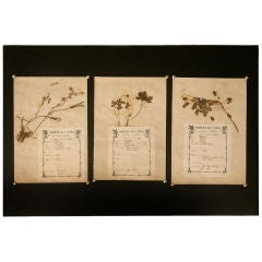 c.1890 Authentic Antique French Botanicals