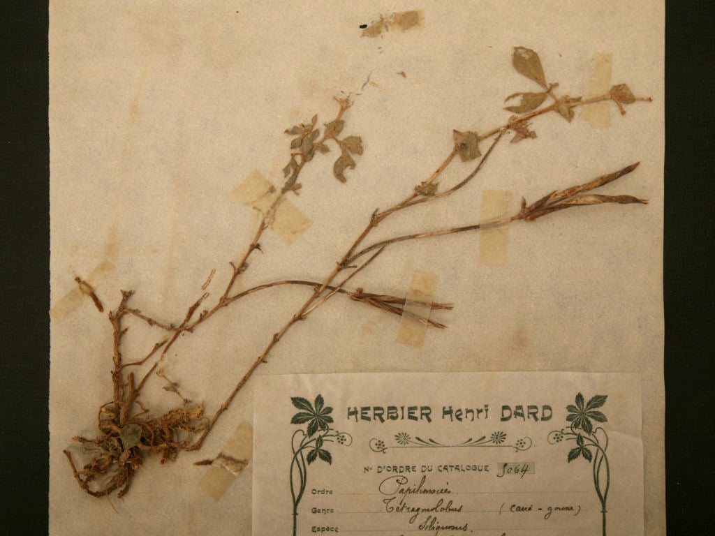 c.1890 Authentic Antique French Botanicals