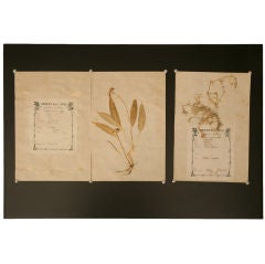 c.1890 Authentic Antique French Botanicals