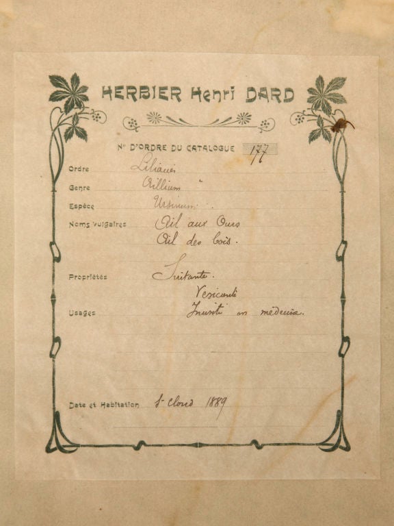 c.1890 Authentic Antique French Botanicals