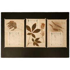 c.1890 Authentic Antique French Botanicals