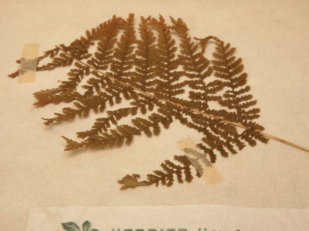c.1890 Authentic Antique French Botanicals