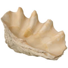 Authentic Original Giant Clam Shell