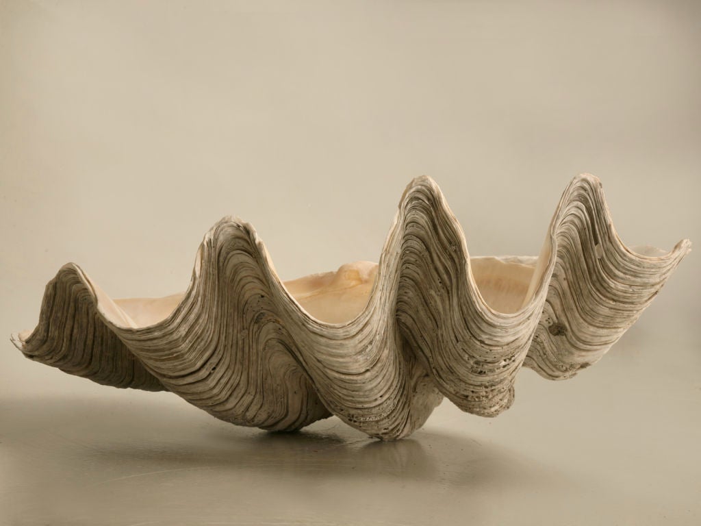 Authentic original giant clam shell from the sea, not inhumanely raised on a farm. This particular shell has been part of an antique dealers personal collection for more than 40 years. Perfect utilized as a sink, a serving platter holding ice and