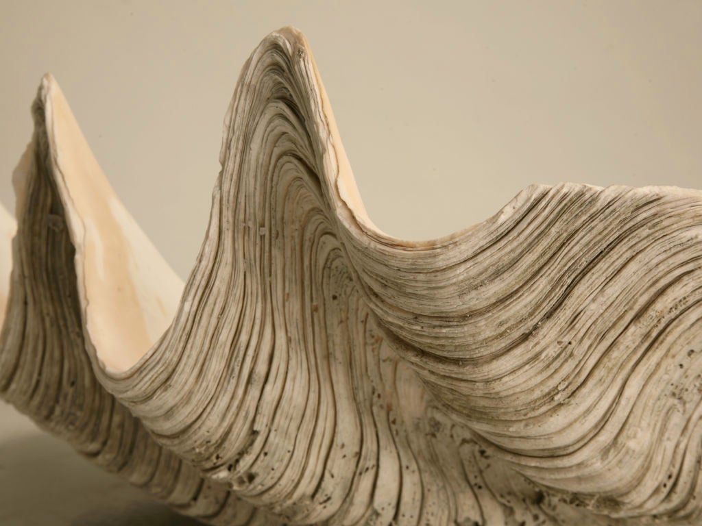 19th Century Authentic Original Giant Clam Shell