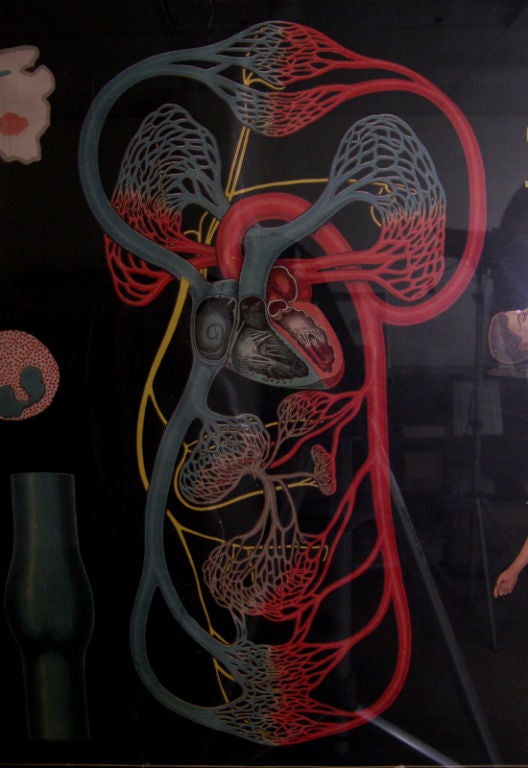 Winslow Health & Hygiene Series Medical Chart - Circulation W8