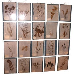SET OF 20 FRAMED FRENCH PRESSED BOTANICALS