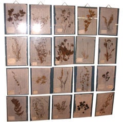 Antique SET OF 20 FRAMED FRENCH PRESSED BOTANICALS