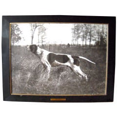 Antique LARGE 1906 BLACK AND WHITE PHOTOGRAPH OF A CHAMPION POINTER