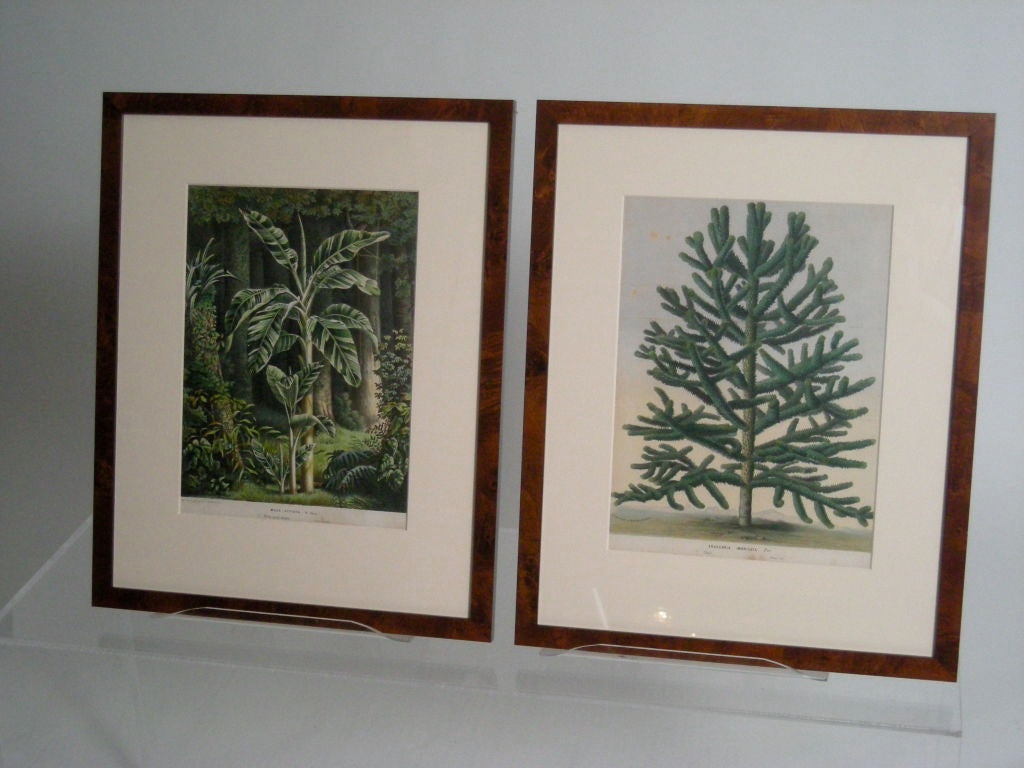 TWO 19TH C BOTANICAL PRINTS OF TROPICAL PLANTS