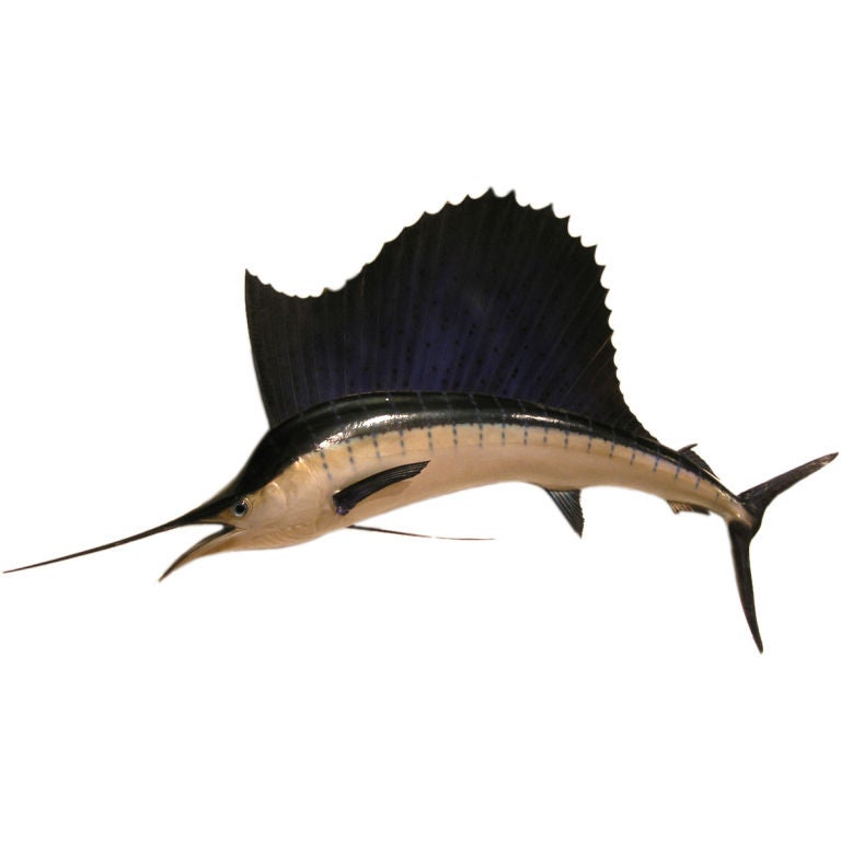 Large Sailfish Taxidermy Wall Hanging