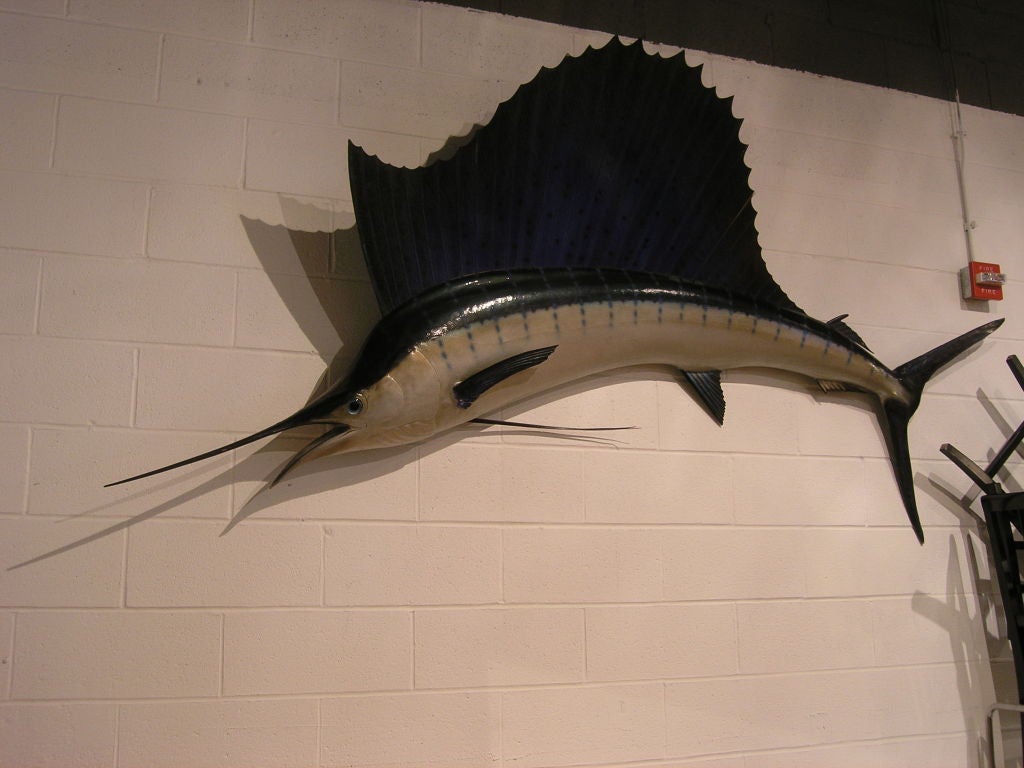 This striking sailfish wall hanging is an impressive 104