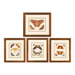 Antique 18th Century Colored Engravings of Moth and Butterflies