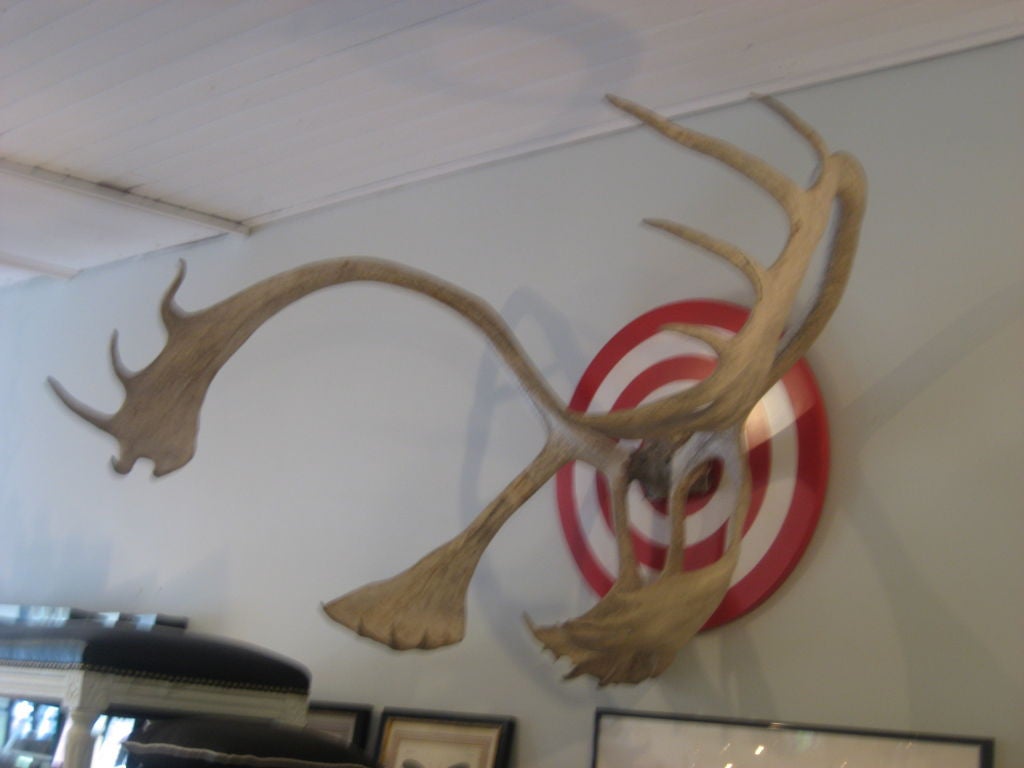 Rack of Caribou Antlers