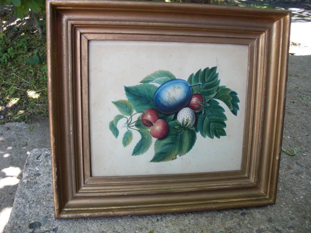 A beautifully rendered pair of mid 19th century watercolors on paper of fruit.The realism , especially where the plums are starting to decay , is terriffic . A Glasgow label on the back reads Finlay , Carver and Gilder , 144 Thongate , Glsagow 