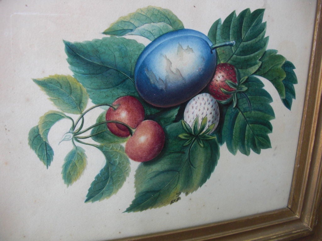 19th Century Pair of 19th century Scottish fruit waterclors