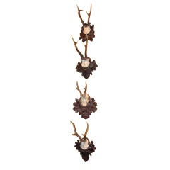 A group of small Black Forest mounted horn trophies.