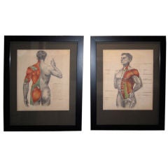 Vintage A Pair of Framed Anatomical Illustrations