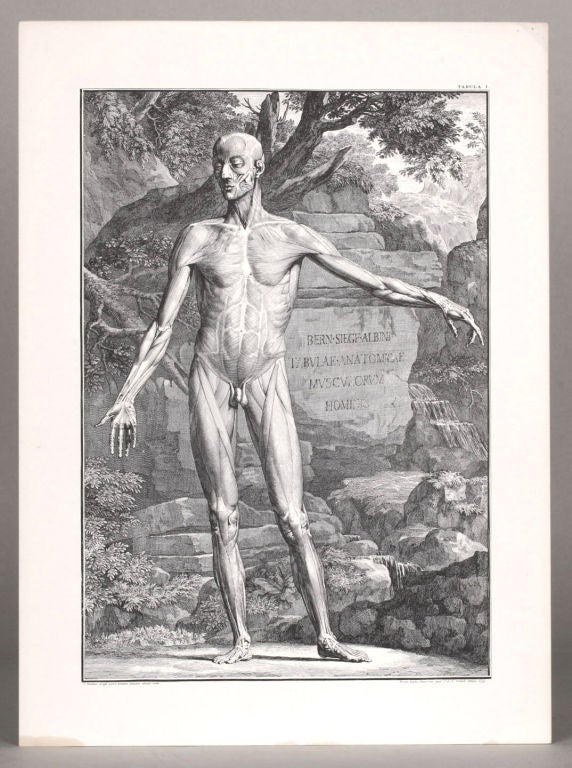 Set of Nine Anatomical Prints by Bernardi Siegfried Albini