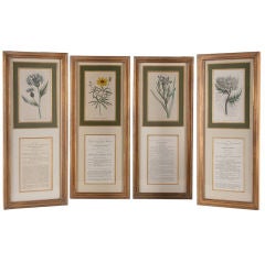 Four Hand Colored Botanical Engravings