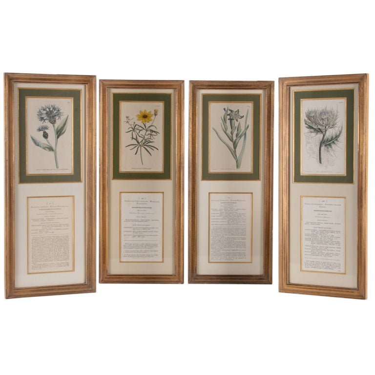 Four Hand Colored Botanical Engravings For Sale