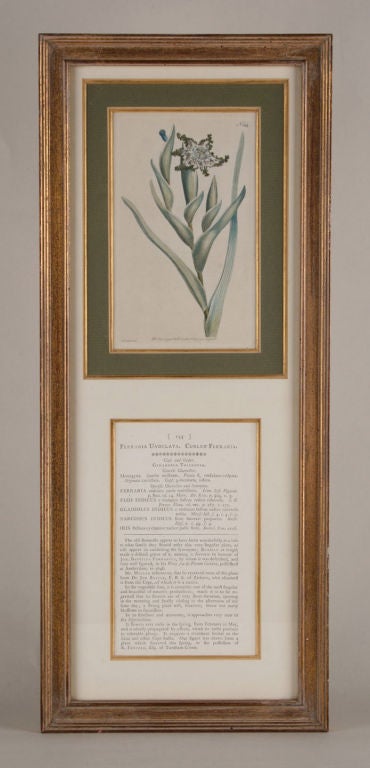 English Four Hand Colored Botanical Engravings For Sale