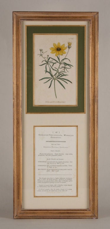 Four Hand Colored Botanical Engravings In Excellent Condition For Sale In San Francisco, CA
