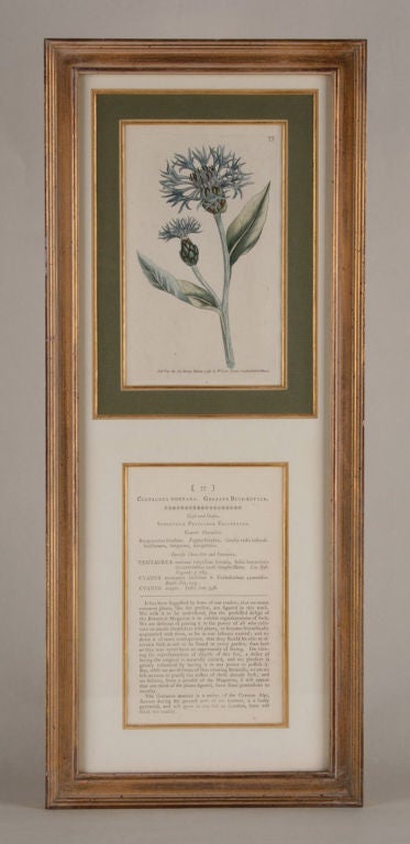 18th Century and Earlier Four Hand Colored Botanical Engravings For Sale