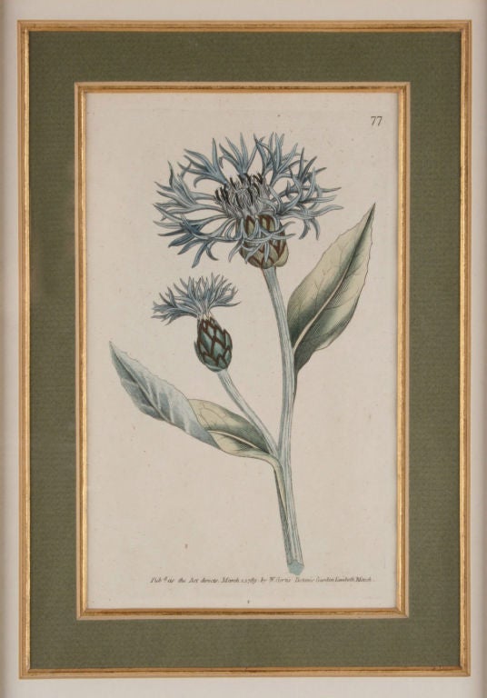 Four Hand Colored Botanical Engravings For Sale 1