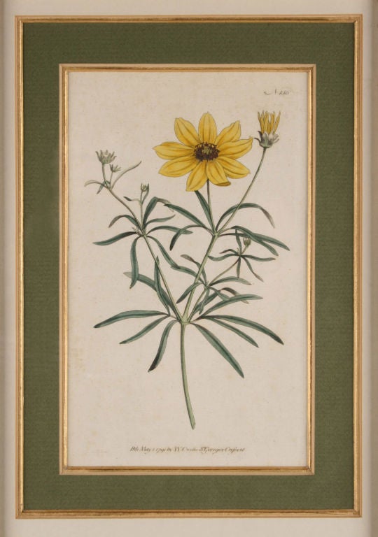 Four Hand Colored Botanical Engravings For Sale 2