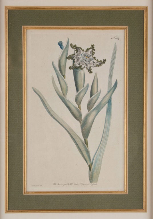 Four Hand Colored Botanical Engravings For Sale 3