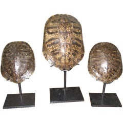 Set of Three Tortoise Shells on Iron Stands