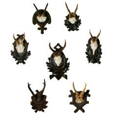 Collection of 19th Century Swiss Antler Trophies
