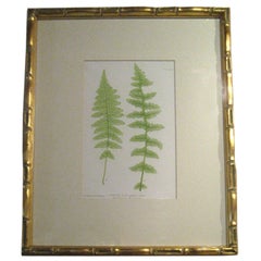 8 Color Engravings of Ferns