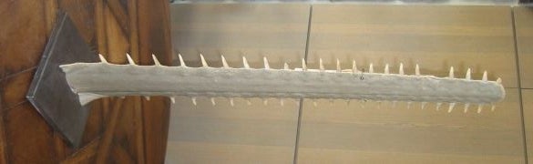 Mounted Saw Fish Rostrum