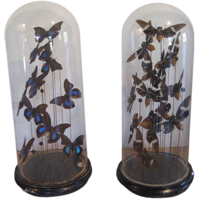 Domed Collection of Bees & Butterflies
